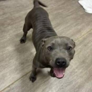 Staffordshire Bull Terrier Dogs Available for Adoption in Pasadena, California - Hamilton | PetCurious