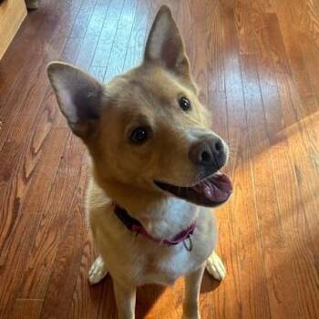 Henry Chestnut -  Shepherd and Carolina Dog Dog for Adoption in New York, New York - Henry Chestnut | PetCurious