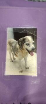 Buddy -  Beagle Dog for Adoption in Lockport, New York - Buddy | PetCurious