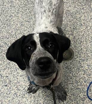 Ducky -  Hound and German Shorthaired Pointer Dog for Adoption in Golden, Colorado - Ducky | PetCurious