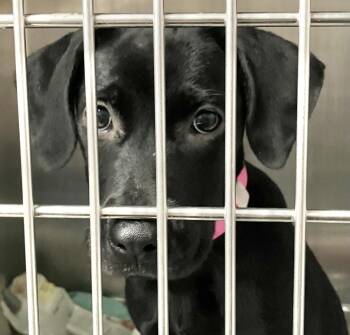 Lily -  Labrador Retriever Dog for Adoption in Parma, Ohio - Lily | PetCurious