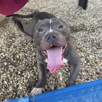 Strawberry Short King -  Mixed Breed Dog for Adoption in Philadelphia, Pennsylvania - Strawberry Short King | PetCurious