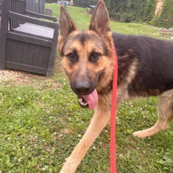 Phoenix (26-240) -  German Shepherd Dog Dog for Adoption in New Ringgold, Pennsylvania - Phoenix (26-240) | PetCurious