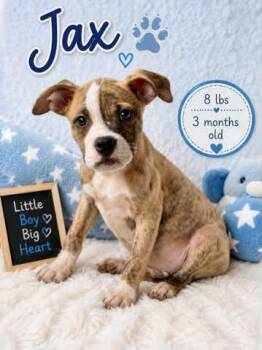 Jax the mixed breed puppy -  Boxer and American Staffordshire Terrier Dog for Adoption in Muskego, Wisconsin - Jax The Mixed Breed Puppy | PetCurious