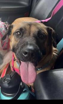 Rescue Labrador Retriever and German Shepherd Dog Dogs for Adoption in Miami, Florida - Rosy | PetCurious