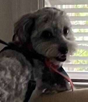 Bash -  Schnauzer and Poodle Dog for Adoption in Norwalk, Connecticut - Bash | PetCurious