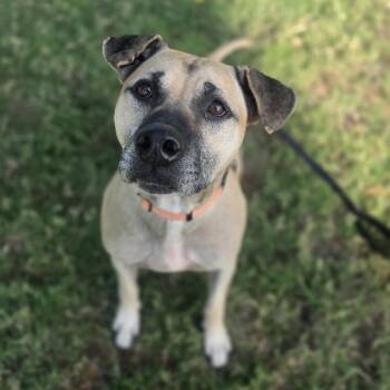 Leonardo Dogcaprio -  German Shepherd Dog Dog for Adoption in Lowell, Arkansas - Leonardo Dogcaprio | PetCurious