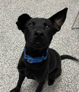 Labrador Retriever Dogs Available for Adoption - Santi | PetCurious