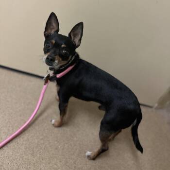 Chihuahua Dogs Available for Adoption in Myerstown, Pennsylvania - Biggie | PetCurious
