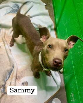 Rescue Pit Bull Terrier Dogs for Adoption in Eagle, Idaho - Sammy **Courtesy Post. Out Of Town Pet. See Below For Details** | PetCurious