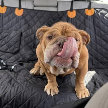 Porkchop -  English Bulldog Dog for Adoption in New York, New York - Porkchop | PetCurious