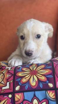 Rescue Parson Russell Terrier Dogs for Adoption in San Diego, California - Alfie | PetCurious