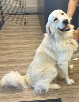Albert -  Great Pyrenees Dog for Adoption in Fremont, Nebraska - Albert | PetCurious