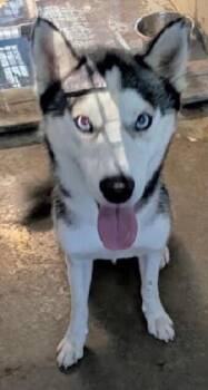Simon *Help! I need a foster home by Oct 1!* -  Husky Dog for Adoption in Minneapolis, Minnesota - Simon *Help! I Need A Foster Home By Oct 1!* | PetCurious