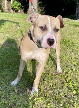 Rescue Terrier Dogs for Adoption in Warren, New Jersey - Wesley | PetCurious