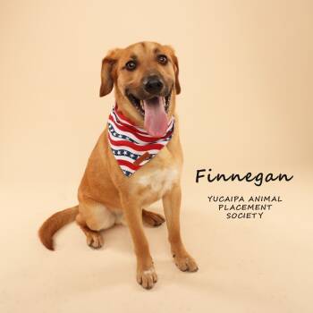 Rescue Mixed Breed and Cattle Dog Dogs for Adoption in Yucaipa, California - Finnegan | PetCurious