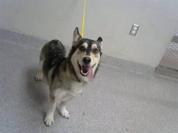 ZIGGY -  Siberian Husky and Mixed Breed Dog for Adoption in Pasadena, Texas - ZIGGY | PetCurious
