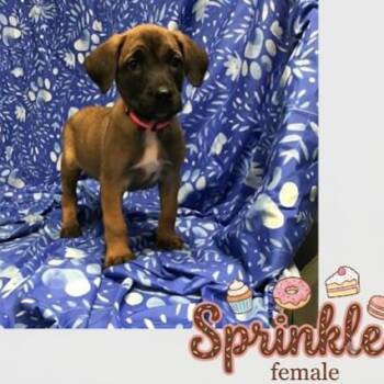Sprinkle -  Belgian Shepherd Malinois Dog for Adoption in Plainfield, Illinois - Sprinkle | PetCurious