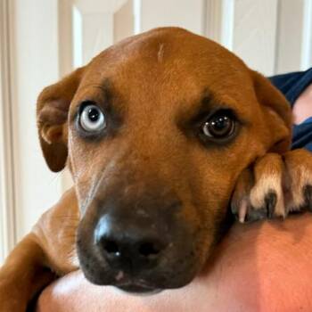 Haystack -  Pit Bull Terrier and Husky Dog for Adoption in Kansas City, Missouri - Haystack | PetCurious