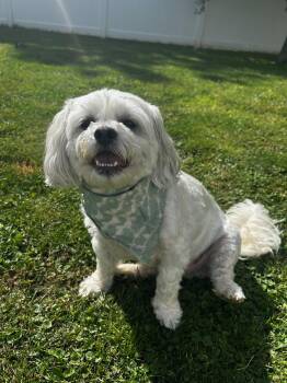 Oliver James -  Maltese and Shih Tzu Dog for Adoption in Berwick, Pennsylvania - Oliver James | PetCurious
