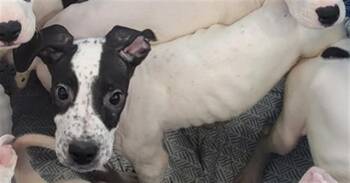 WINE -  Mixed Breed Dog for Adoption in Dallas, Texas - WINE | PetCurious