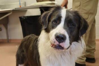 HUGO -  Mixed Breed Dog for Adoption in Columbia, South Carolina - HUGO | PetCurious