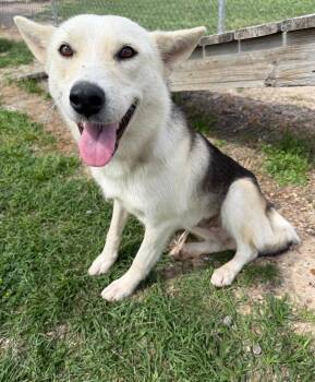 Siberian Husky and Mixed Breed Dogs Available for Adoption in Conroe, Texas - EDEN | PetCurious