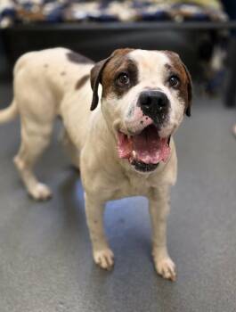 Saint Bernard and Boxer Dogs Available for Adoption in Amherst, Virginia - George  | PetCurious