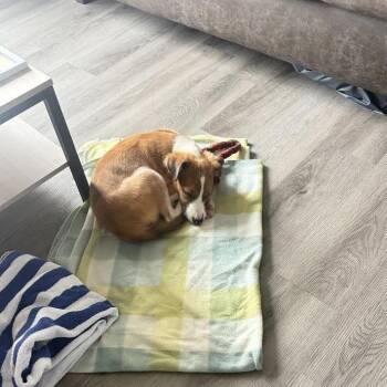 Erick D71467 -  Jack Russell Terrier and Mixed Breed Dog for Adoption in Minnetonka, Minnesota - Erick D71467 | PetCurious