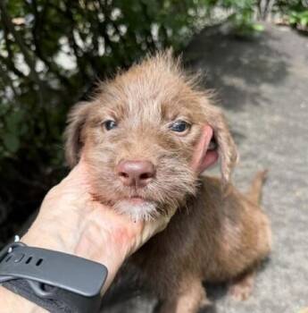 Baby Rocky -  Labrador Retriever and Labradoodle Dog for Adoption in Washington, District Of Columbia - Baby Rocky | PetCurious