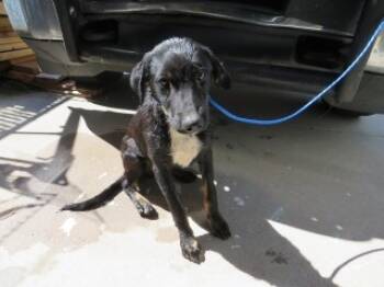 Rescue Shepherd and Mixed Breed Dogs for Adoption in Nogales, Arizona - 90980 | PetCurious