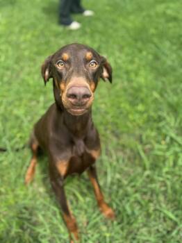 Doberman Pinscher Dogs Available for Adoption in Houston, Texas - Cooper | PetCurious