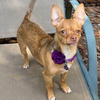 Chihuahua Dogs Available for Adoption in Hillsborough, North Carolina - Reese | PetCurious