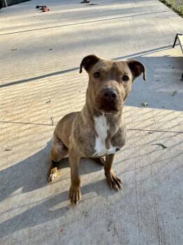 Pit Bull Terrier Dogs Available for Adoption in Charlotte, North Carolina - ZELDA | PetCurious