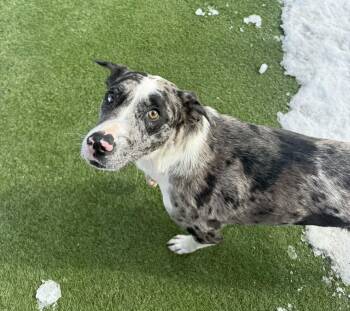 Catahoula Leopard Dog Dogs Available for Adoption - Angel | PetCurious