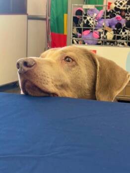 Ace -  Labrador Retriever Dog for Adoption in Valparaiso, Indiana - Ace | PetCurious