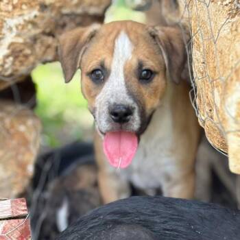 Terrier and Australian Cattle Dog Blue Heeler Dogs Available for Adoption in San Antonio, Texas - Luffy | PetCurious