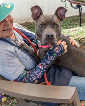 Rescue Mixed Breed Dogs for Adoption in Chamblee, Georgia - Emilia | PetCurious