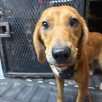 Slurpee -  Mixed Breed Dog for Adoption in Gadsden, Alabama - Slurpee | PetCurious