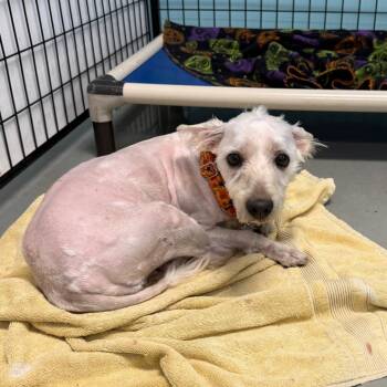 Terrier Dogs Available for Adoption in Houston, Texas - Blessing | PetCurious