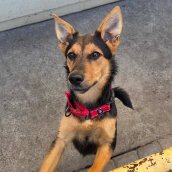 Ember -  Shepherd Dog for Adoption in Chico, California - Ember | PetCurious