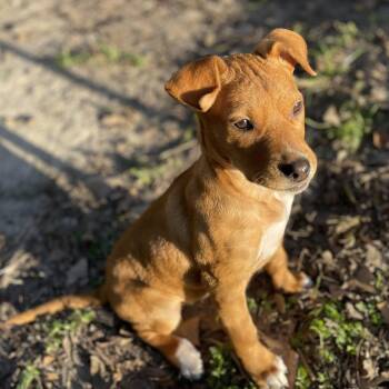 American Staffordshire Terrier and Mixed Breed Dogs Available for Adoption -  Curly Girl | PetCurious