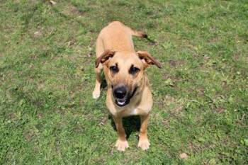 Shepherd and Mixed Breed Dogs Available for Adoption in Kansas City, Missouri - Ida | PetCurious