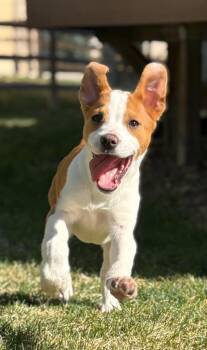 Australian Cattle Dog Blue Heeler and Labrador Retriever Dogs Available for Adoption in Fort Lupton, Colorado - Niffty | PetCurious