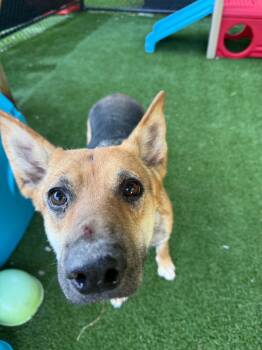 Georgia -  German Shepherd Dog Dog for Adoption - Georgia | PetCurious