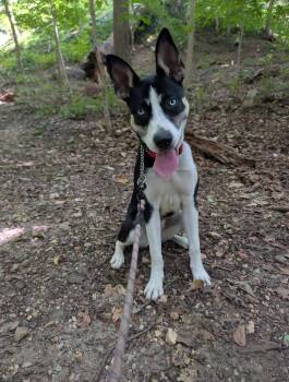 Bella - COURTESY POST -  Husky and Labrador Retriever Dog for Adoption in Washington, District Of Columbia - Bella - COURTESY POST | PetCurious