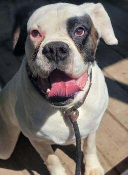 Boxer Dogs Available for Adoption in Fountaintown, Indiana - Kevin | PetCurious