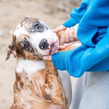 Mixed Breed Dogs Available for Adoption in Kennebunk, Maine - Freja | PetCurious