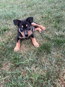 Jack Jack -  Rottweiler Dog for Adoption in New London, Wisconsin - Jack Jack | PetCurious
