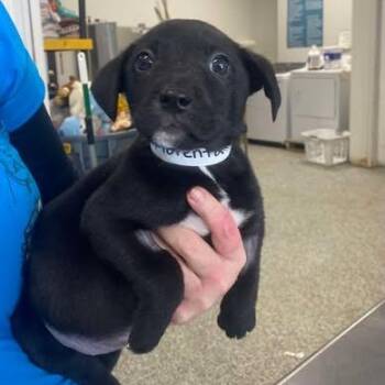 Mixed Breed Dogs Available for Adoption - Florenta | PetCurious